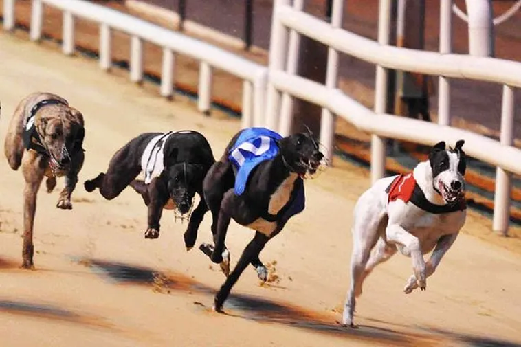 Kinh Nghiệm Chơi Game Nhanh Đua Chó Tại W388 Thắng Đậm Nhất